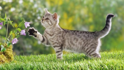 Cum ar putea pisicile domestice să cucerească lumea noastră?