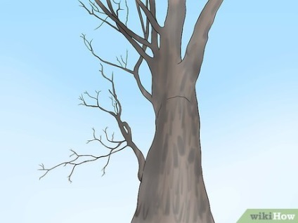 Cum să identificați copacii