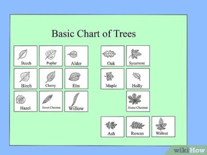 Cum să identificați copacii