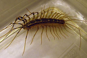 Cum sa scapi de scolopendra