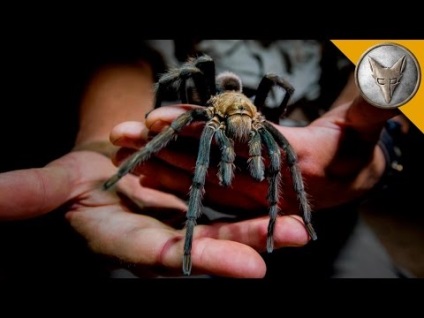 Cum să prindă tarantulele (tarantula din Rusia de Sud)