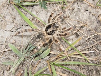 Cum să prindă tarantulele (tarantula din Rusia de Sud)