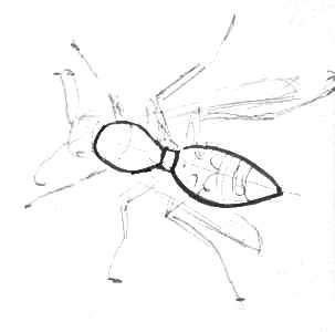 Cum de a desena o viespe în etape