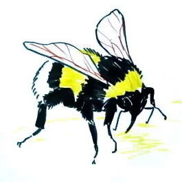 Cum de a desena o viespe în etape