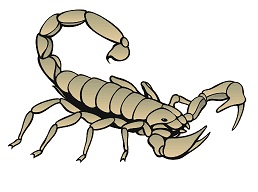 Hogyan kell felhívni a skorpiót a ceruza szakaszában