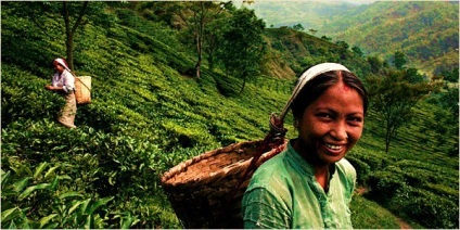 Cum să nu vă îmbogățiți în digestul ecologic de ceai