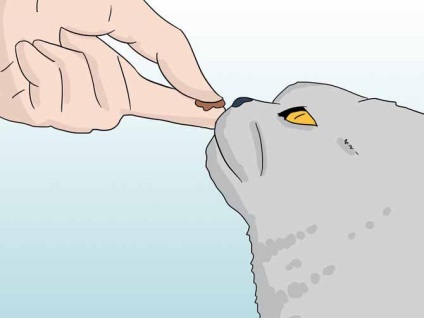 Cum sa scapi o pisica de un acvariu