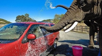 Як підібрати хороший шампунь для миття автомобіля