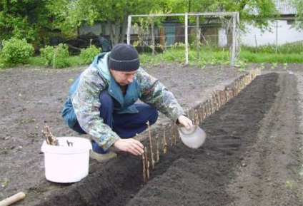 Як правильно посадити і вибрати відстань між кущами винограду відео