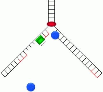 Hogyan történik a DNS-replikáció