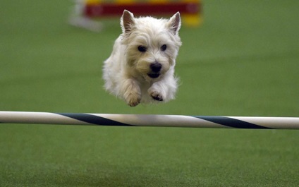 Hogyan jelenik meg a kutyák kiállítása a Westminster kennel klub 2015-ben, frissítve - a Runet legjobbja a napnak!