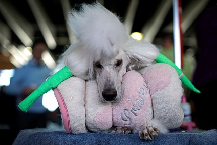 Mint egy kiállítási kutyák Westminster Kennel Club 2015-ben, frissebb - a legjobb a nap, amit valaha is szüksége van!