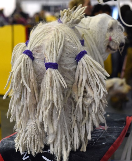 Cum este expoziția de câini westminster kennel club 2015, mai proaspete - cel mai bun din Runet pentru a doua zi!