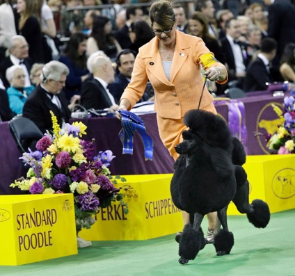 Hogyan jelenik meg a kutyák kiállítása a Westminster kennel klub 2015-ben, frissítve - a Runet legjobbja a napnak!