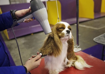 Hogyan jelenik meg a kutyák kiállítása a Westminster kennel klub 2015-ben, frissítve - a Runet legjobbja a napnak!