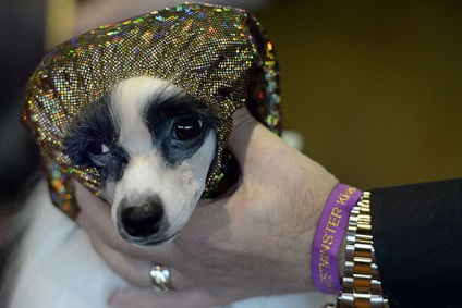 Hogyan jelenik meg a kutyák kiállítása a Westminster kennel klub 2015-ben, frissítve - a Runet legjobbja a napnak!