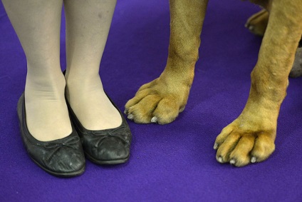 Cum este expoziția de câini westminster kennel club 2015, mai proaspete - cel mai bun din Runet pentru a doua zi!