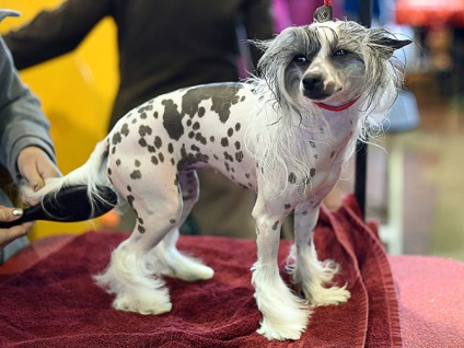 Cum este expoziția de câini westminster kennel club 2015, mai proaspete - cel mai bun din Runet pentru a doua zi!