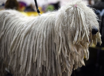 Cum este expoziția de câini westminster kennel club 2015, mai proaspete - cel mai bun din Runet pentru a doua zi!