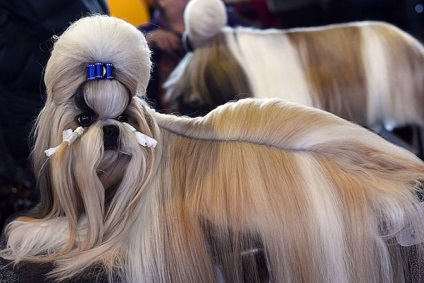 Cum este expoziția de câini westminster kennel club 2015, mai proaspete - cel mai bun din Runet pentru a doua zi!