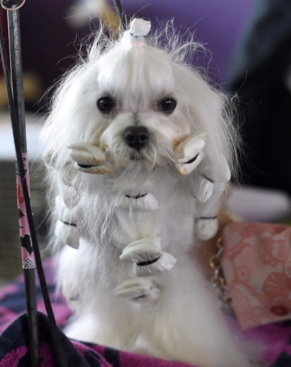 Hogyan jelenik meg a kutyák kiállítása a Westminster kennel klub 2015-ben, frissítve - a Runet legjobbja a napnak!