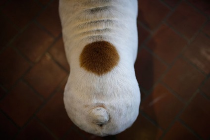 Hogyan jelenik meg a kutyák kiállítása a Westminster kennel klub 2015-ben, frissítve - a Runet legjobbja a napnak!