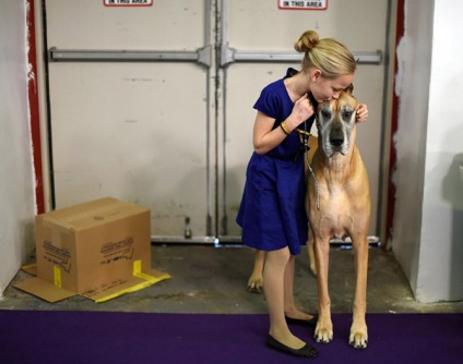 Hogyan jelenik meg a kutyák kiállítása a Westminster kennel klub 2015-ben, frissítve - a Runet legjobbja a napnak!