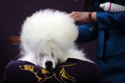 Hogyan jelenik meg a kutyák kiállítása a Westminster kennel klub 2015-ben, frissítve - a Runet legjobbja a napnak!