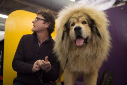 Cum este expoziția de câini westminster kennel club 2015, mai proaspete - cel mai bun din Runet pentru a doua zi!