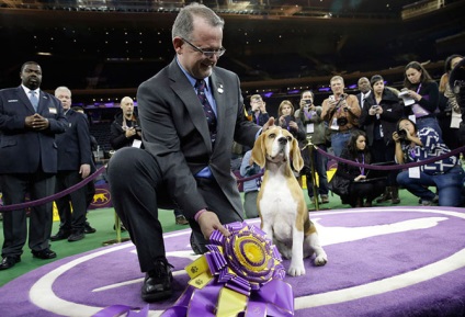 Cum este expoziția de câini westminster kennel club 2015, mai proaspete - cel mai bun din Runet pentru a doua zi!