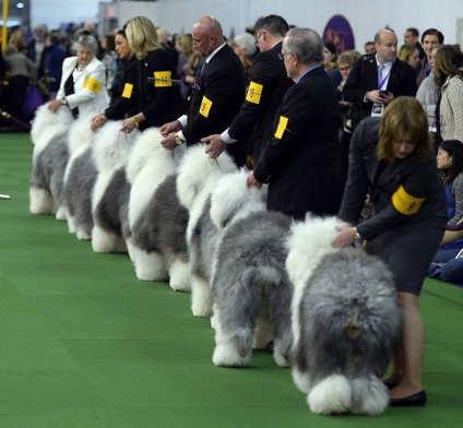 Cum este expoziția de câini westminster kennel club 2015, mai proaspete - cel mai bun din Runet pentru a doua zi!