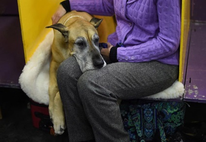 Cum este expoziția de câini westminster kennel club 2015, mai proaspete - cel mai bun din Runet pentru a doua zi!