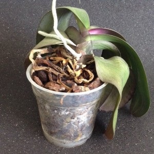 Hogyan lehet újraéleszteni egy orchideát