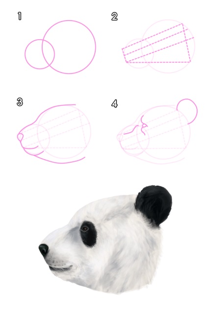 Cum să atrag animale urs și panda, și anatomia lor