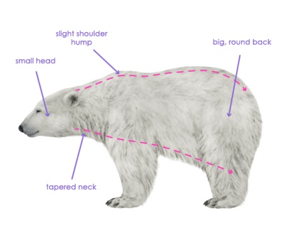 Cum să atrag animale urs și panda, și anatomia lor