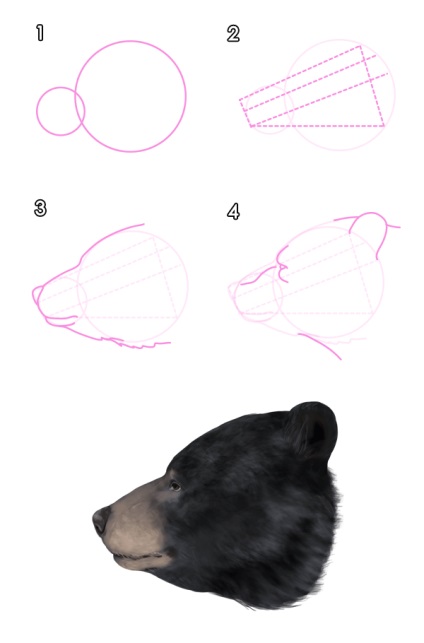 Cum să atrag animale urs și panda, și anatomia lor