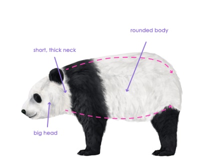 Cum să atrag animale urs și panda, și anatomia lor