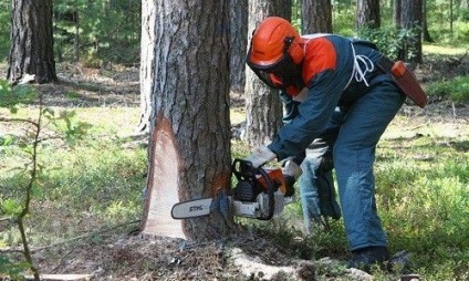 Hogyan vágjuk le a fát egy láncfűrésszel a helyes irányba könnyű feladat