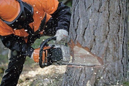 Hogyan vágjuk le a fát egy láncfűrésszel a helyes irányba könnyű feladat