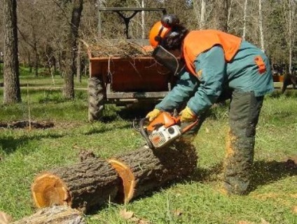 Hogyan vágjuk le a fát egy láncfűrésszel a helyes irányba könnyű feladat