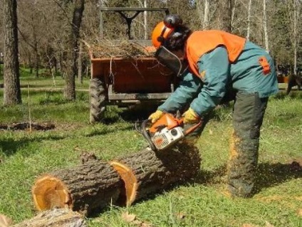 Cum să tăiați un copac cu un lanț în direcția corectă este o sarcină ușoară