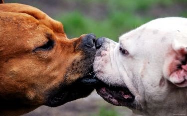Hogyan csókolni az állatöv jeleket 2