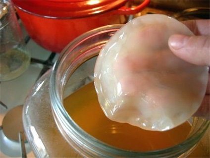 Cum sa cresti si sa aplici un ciuperci de ceai la domiciliu (foto)