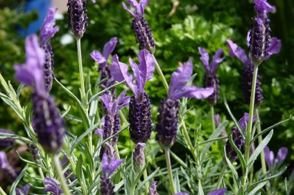 Cum să crească lavanda în țară