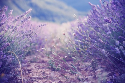 Cum să crească lavanda în țară