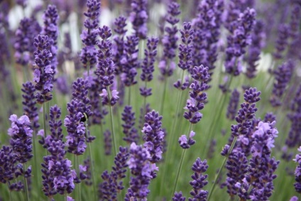 Cum să crească lavanda în țară