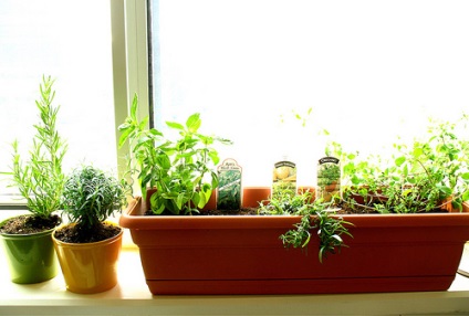 Hogyan nőhet fel zöldség az ablakpárkányon télen