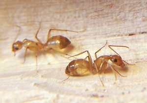 Cum să obțineți furnicile dintr-o metodă de apartament și reguli pentru controlul dăunătorilor