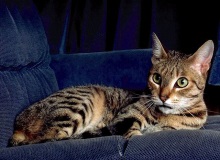 Kalifornia fényes macska leírása, fotó, standard, természet