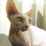 Canadian Sphynx - descrierea rasei, îngrijirea și conținutul pisicilor, recenzii, culori, fotografii, istorie